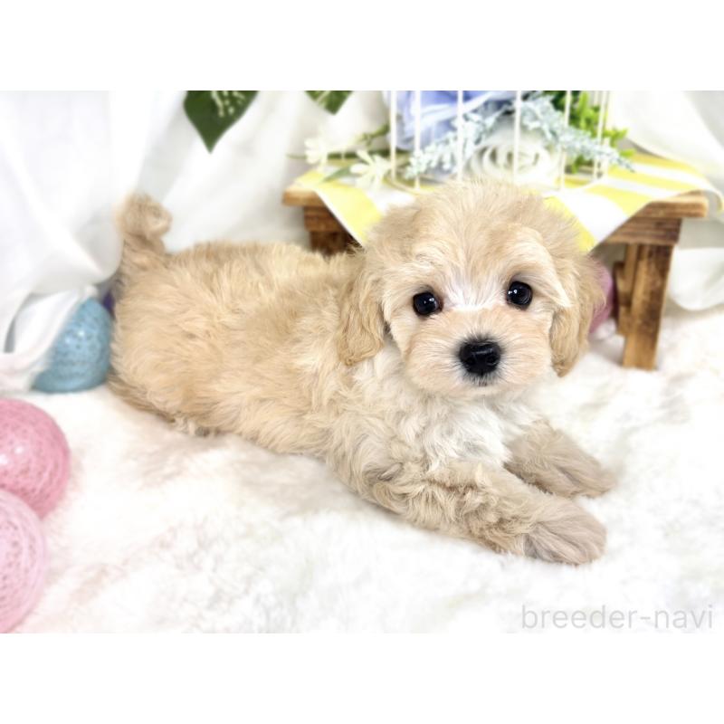 成約済の滋賀県のマルプー:マルチーズ×トイプードル-411755の2枚目